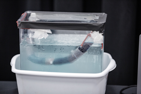 a section of pig intestine in a bucket of water